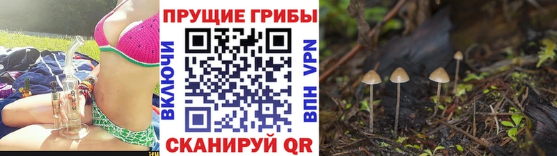 что такое   Райчихинск  Галлюциногенные грибы Magic Shrooms 